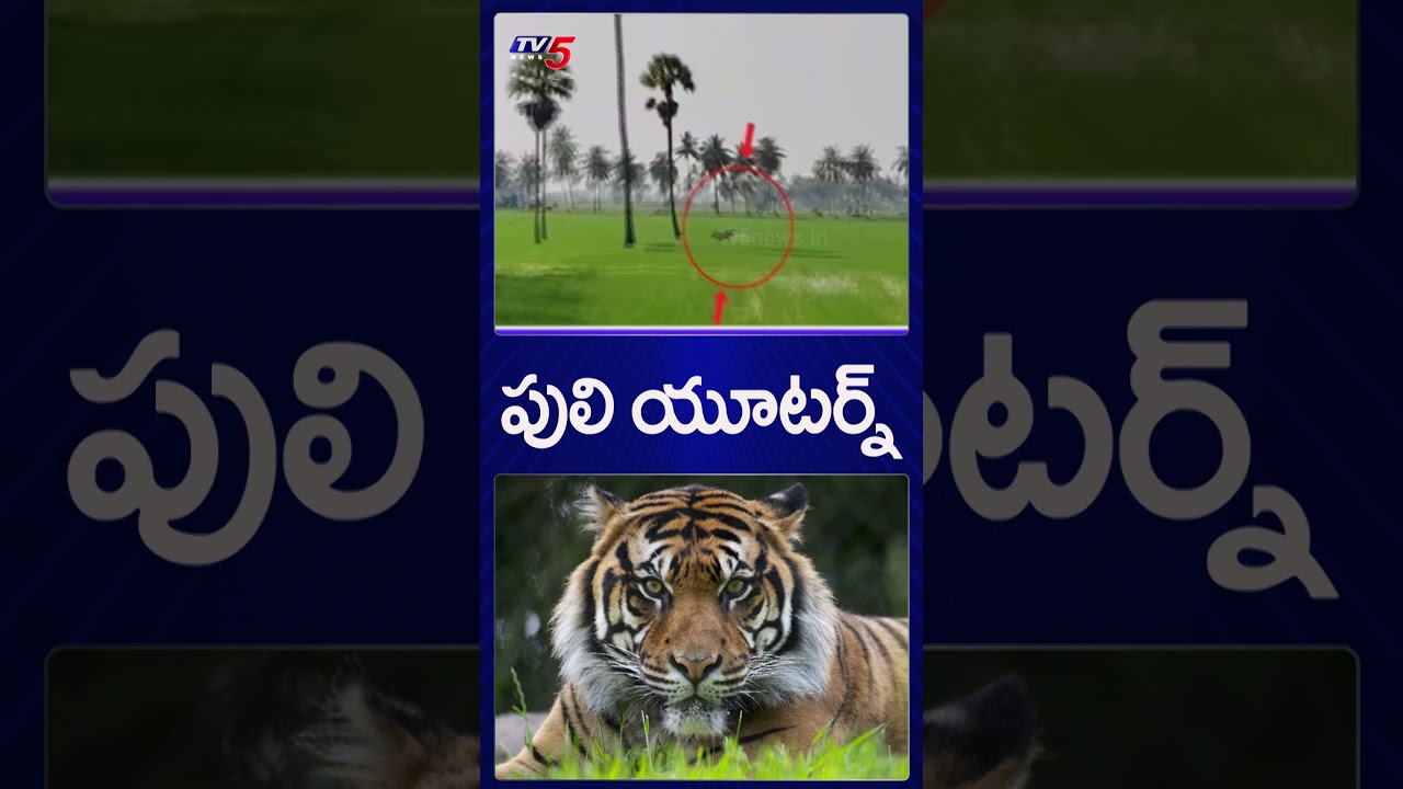 పెద్దపులి యూటర్న్ | Tiger Tension In AP | East Godavari | Kakinada | TV5 News