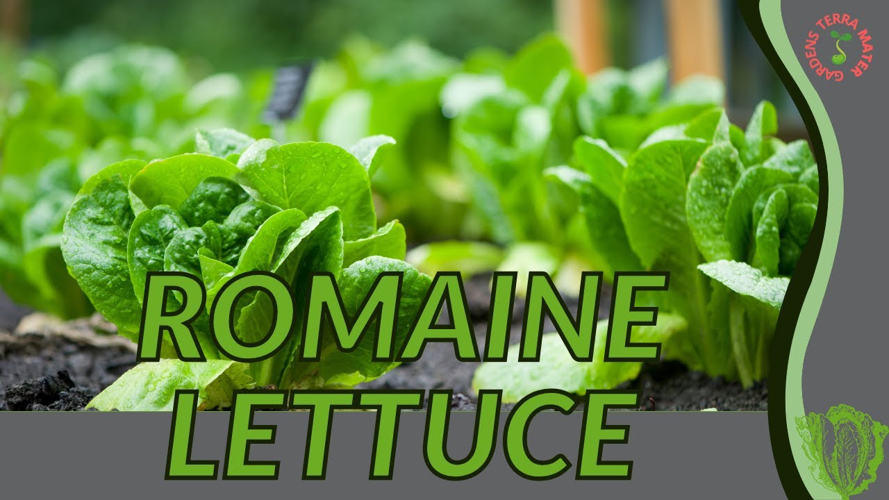 Советы по выращиванию и уходу за салатом Ромэн! (Lactuca sativa var. longifolia)