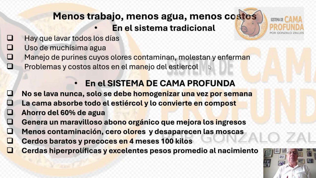 Compara cerdos en cemento con el sistema de cama profunda