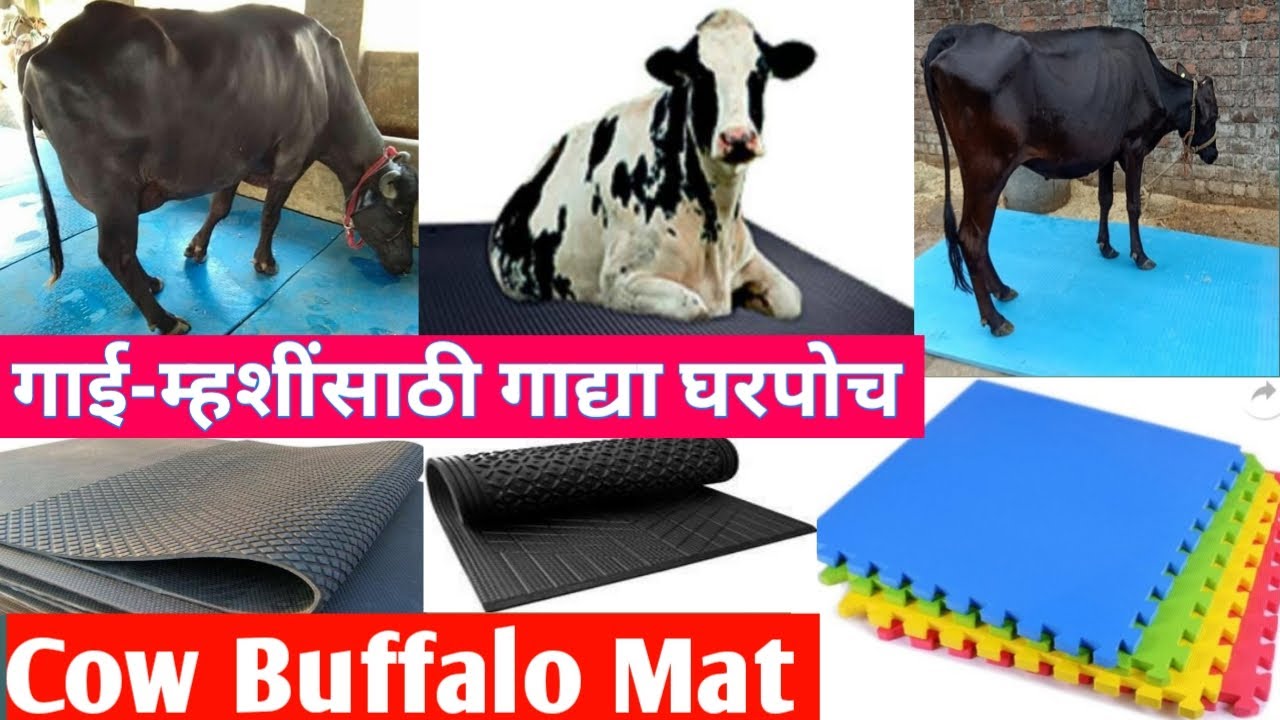 गाय म्हशी साठी मॅट/पशुपालना मध्ये आणेक आजारावर रामबाण उपाय मॅट/पशुपालनासाठी लागणारे मॅट घरपोच मिळवा.