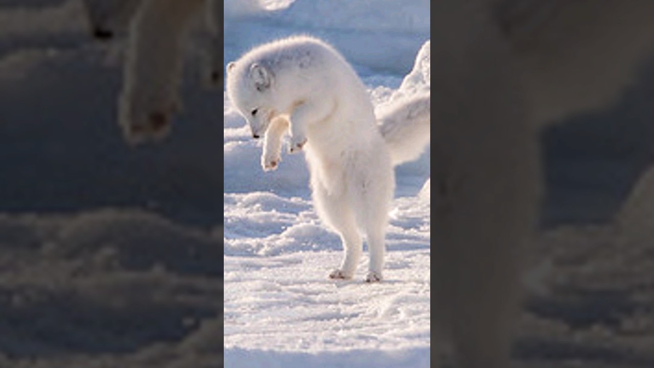 Arctic Foxes: Masters of Snowy Hunting #animals#wildlife