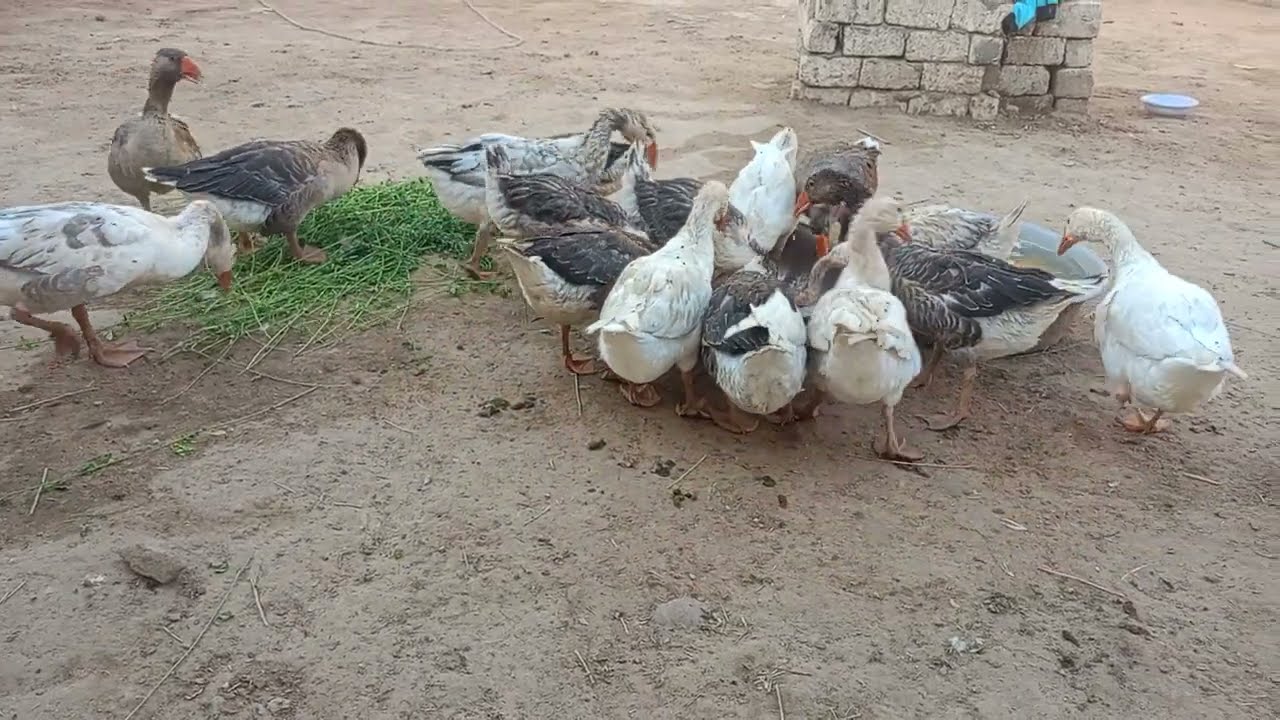 المشروع ده يتعمل مره واحده وتفضل تبيع من انتاجه العمر كله