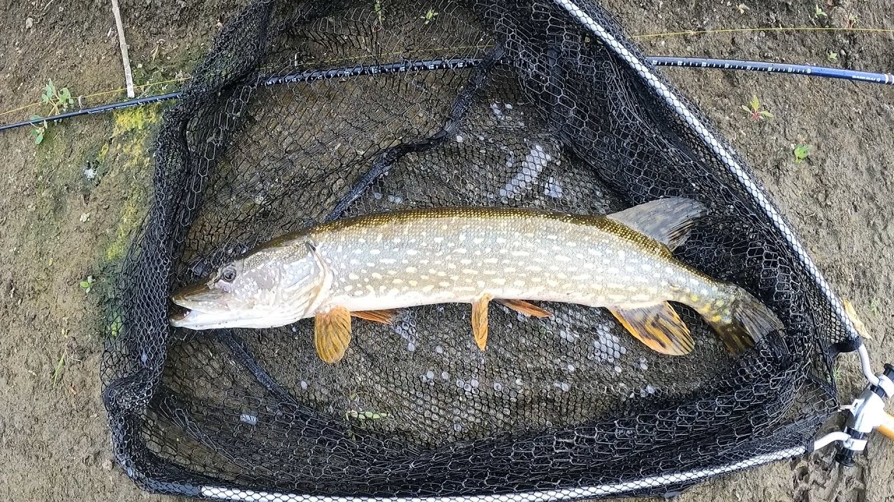 Fishing the Des Plaines River for Northern Pike, Smallmouth Bass, and other Species