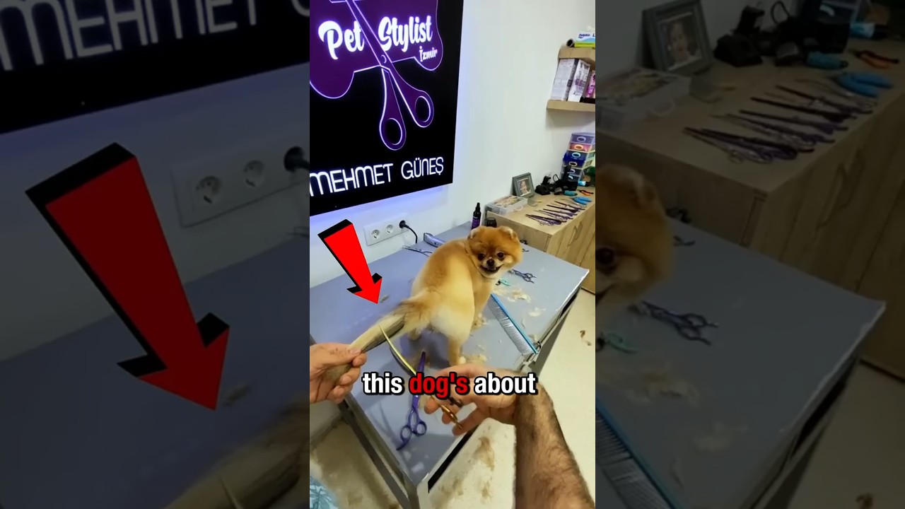 This Dog&rsquo;s Grooming Glow Up Will Melt Your Heart 🐶✨#shorts