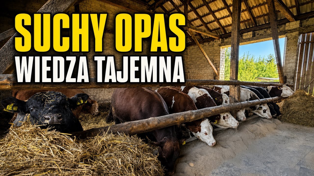 Opas na sucho. Wiedza tajemna. Po co to komu? &bdquo;Nie opłaca się&rdquo;