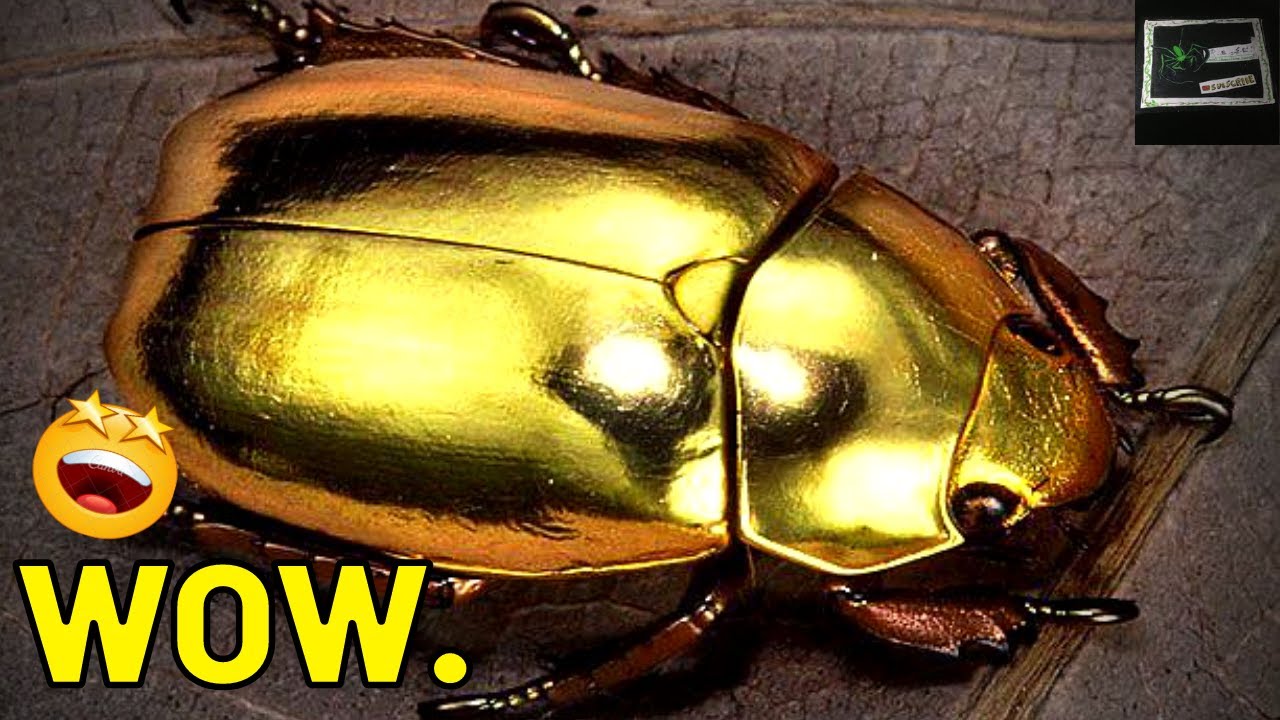 THE MOST BEAUTIFUL INSECTS | Top 4 (A.B.S.E.)