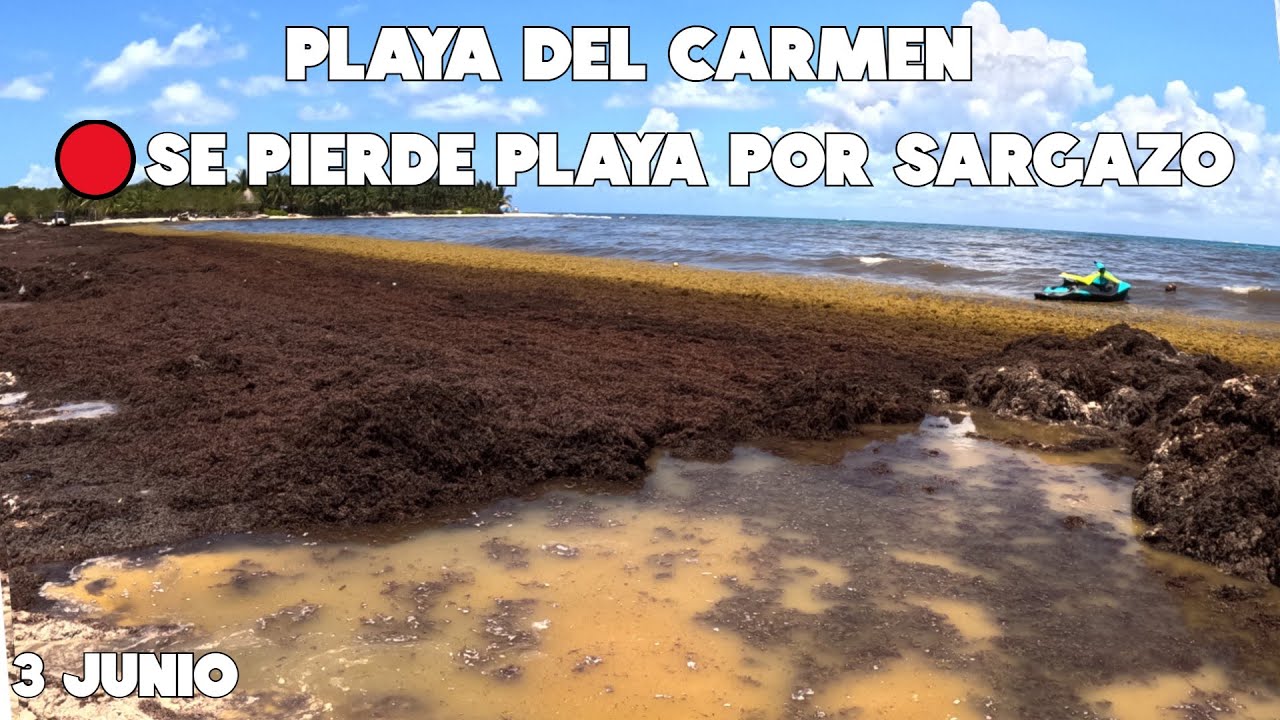 PLAYA DEL CARMEN EN PUNTO CRITICO POR EL SARGAZO🔴Hoy 3 Junio 2025