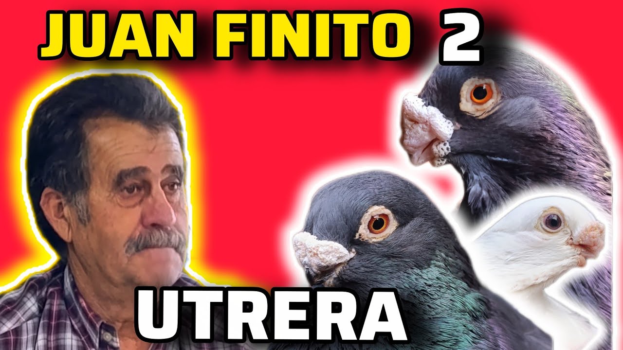 ¡La RAZA que QUIERAS 2! JUAN FINITO la TIENE y VEMOS su PALOMAR de VUELO en UTRERA 