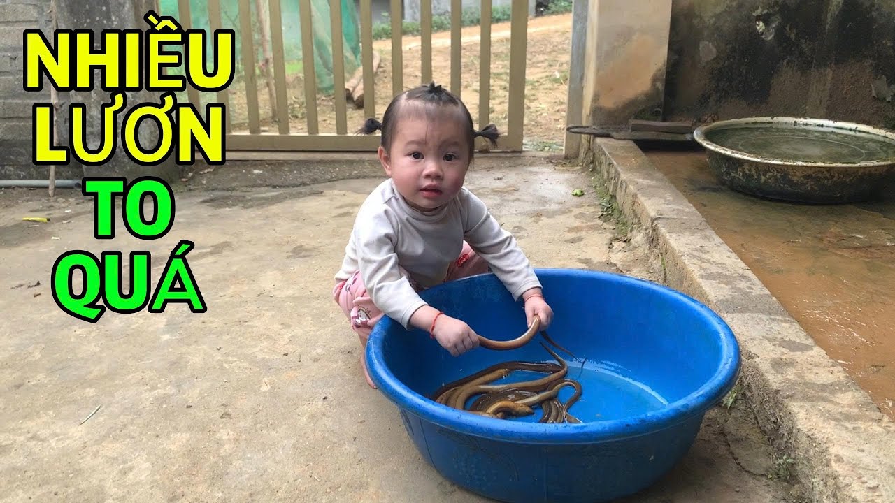 Bắt Và Chế Biến Món Lươn Đồng Om Chuối Đậu Đầu Vụ Ngon Không Cưỡng Lại Được