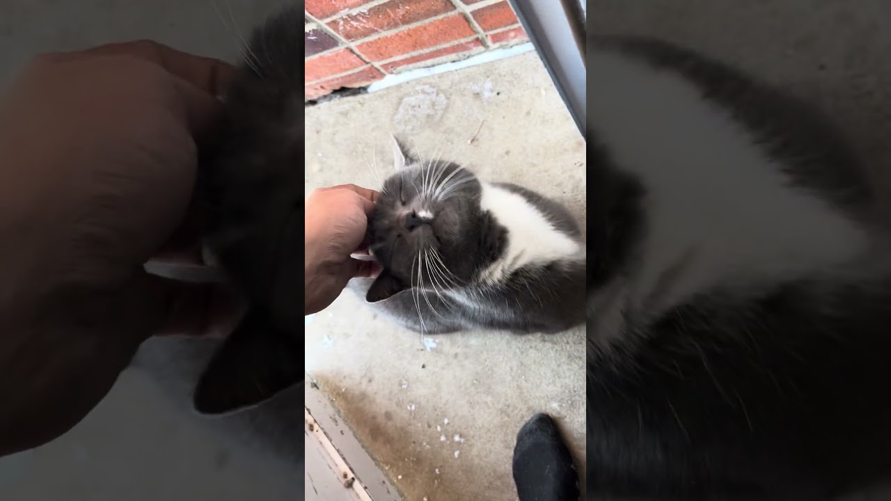 Талли, мой большой мальчик 