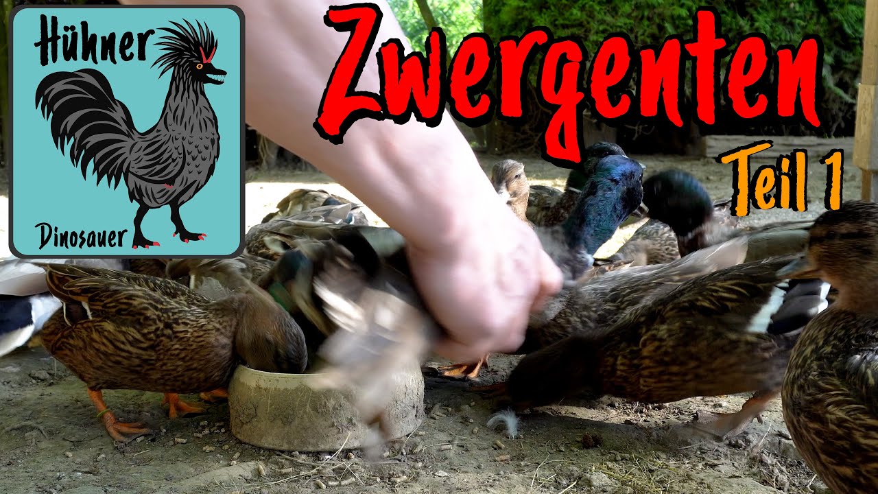Zwerg Enten 🦆 Haltung & Zucht Teil 1 Zuschauerfragen beantwortet