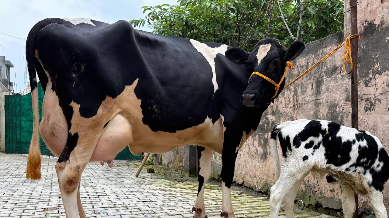 Top quality HF cows at low rates || new stock available for sale 