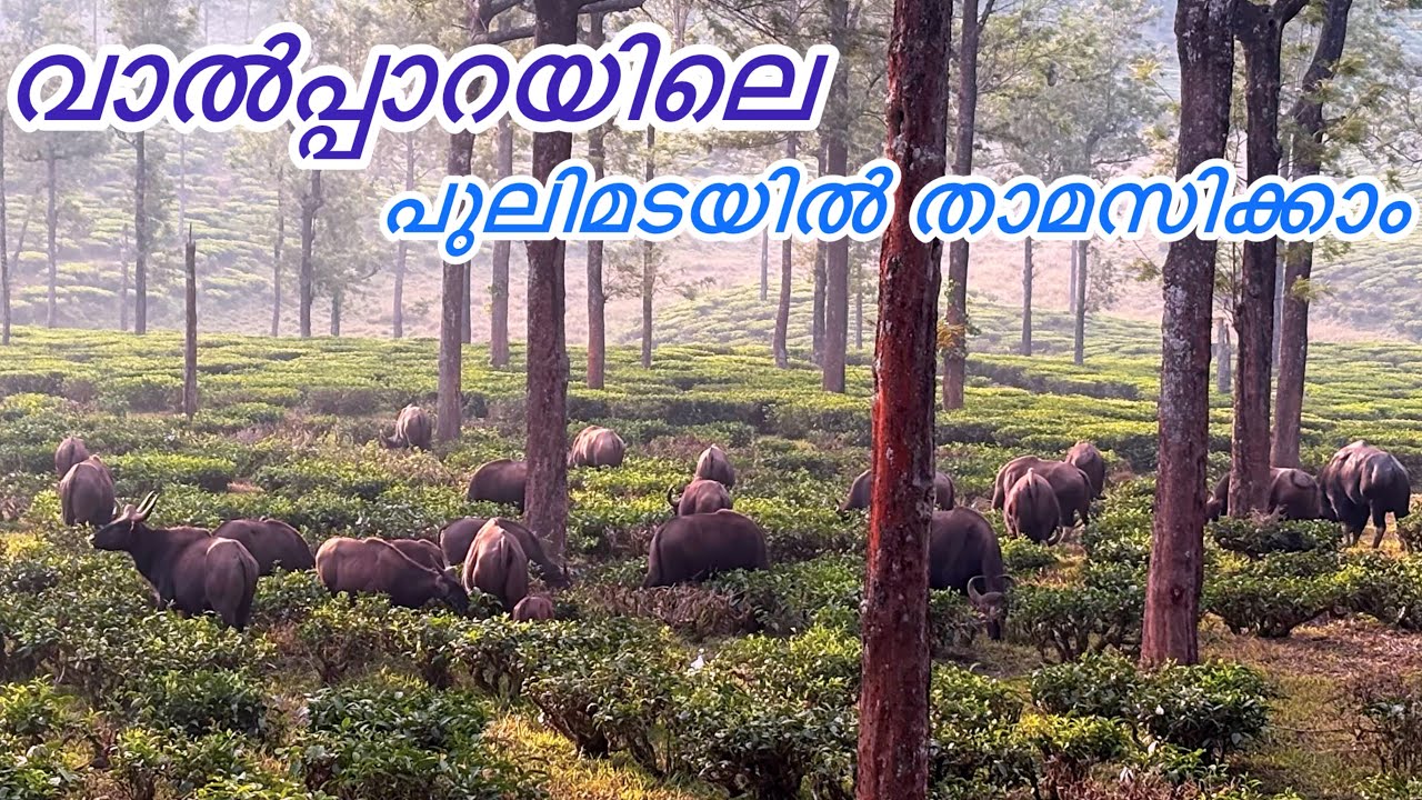 വാൽപ്പാറയിലെ പുലിമടയിൽ താമസിച്ചാലോ