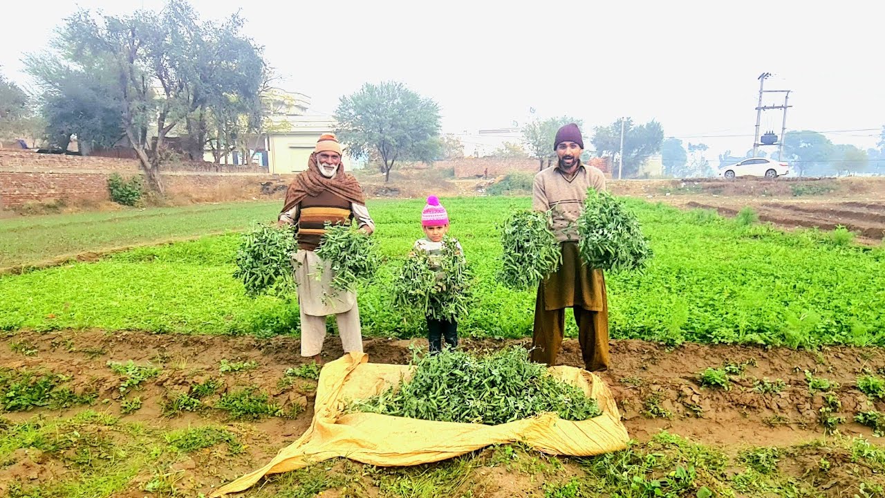 Our Green Peas Matter Vegetable Ready