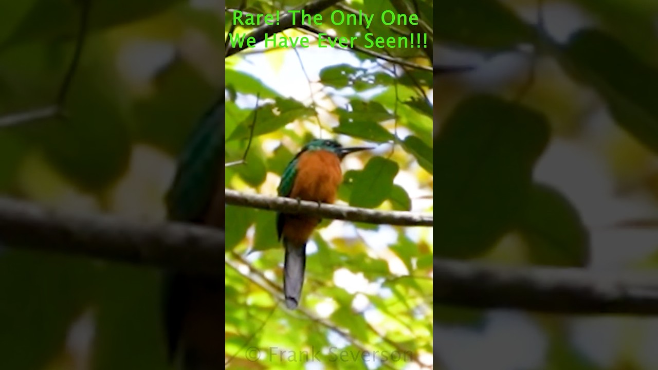 The Only Great Jacamar We Have Ever Seen! 