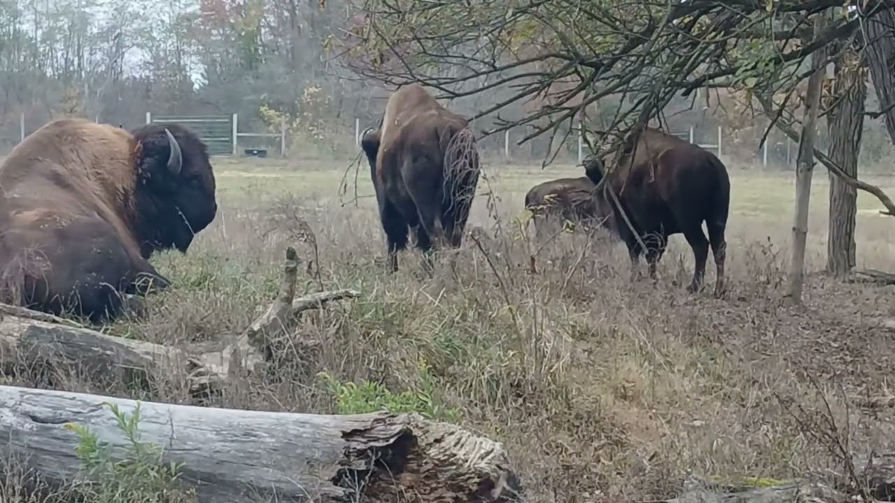 November Bison                                      #oldschoolalaska #americanbison #bison