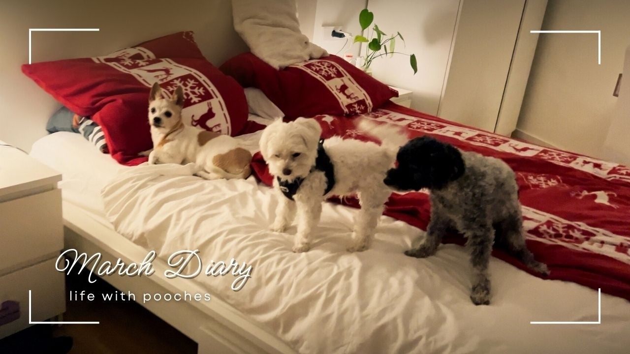 MARCH DIARY l dog-sitting, making two chicken dishes 🍗, workout at home
