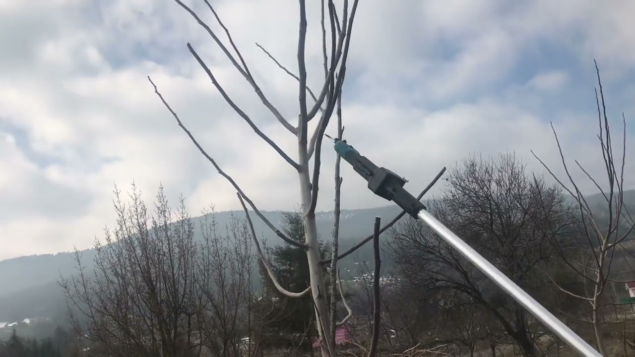 İki yaşındaki aşıların budaması