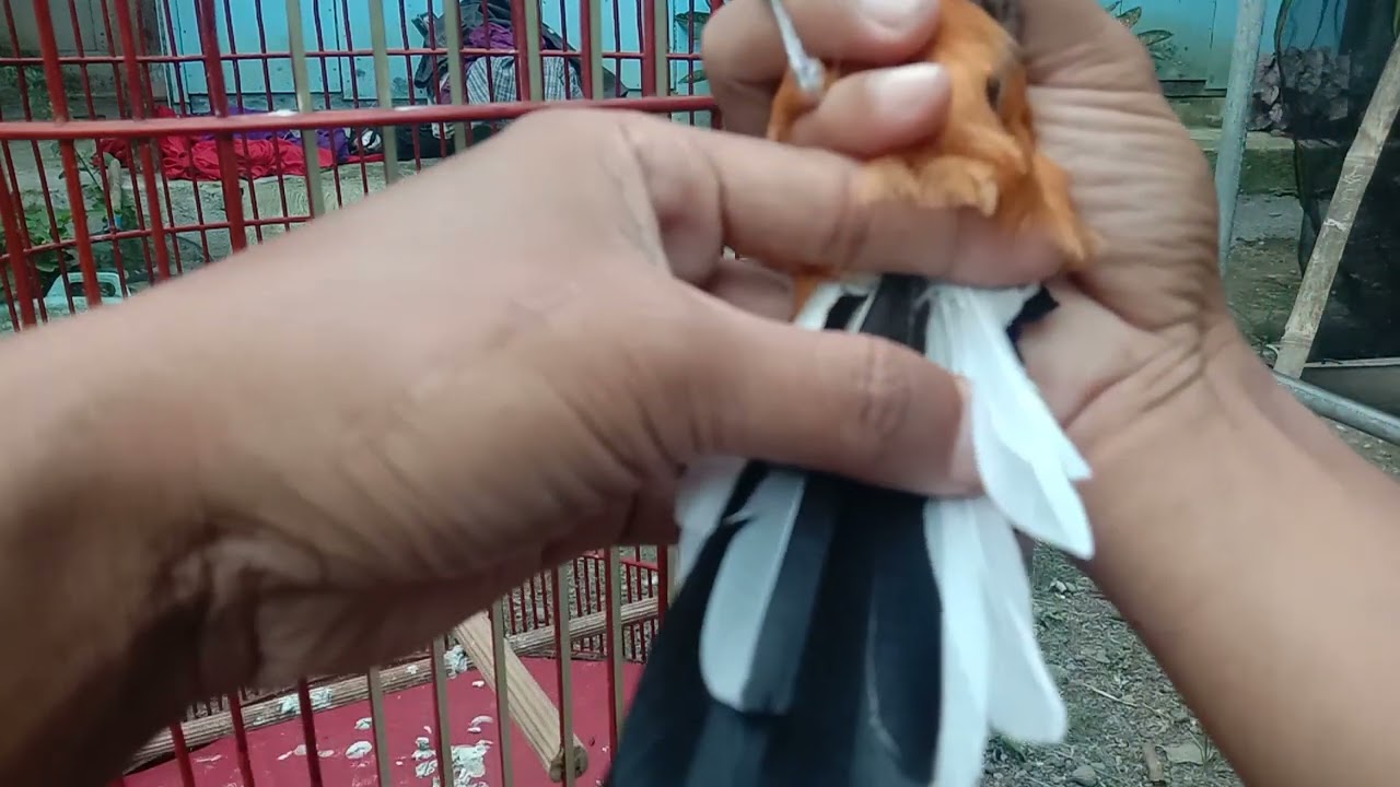 pola ekor MURAI BATU BORNEO SERAWAK@bangun prayitno