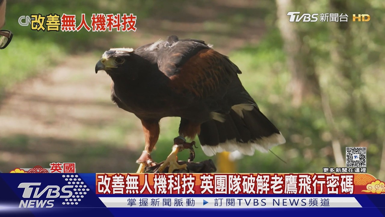 跟老鷹學飛! 牛津大學造極輕量攝影機 破解猛禽飛行密碼｜TVBS新聞 @TVBSNEWS02
