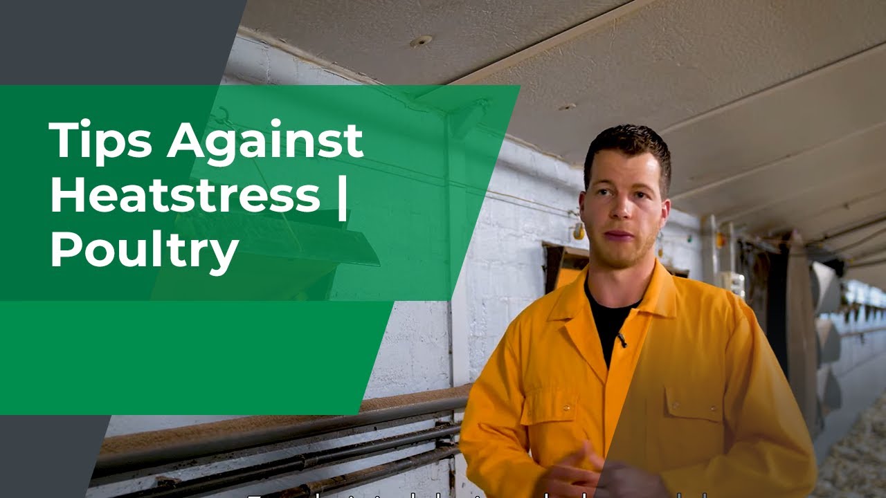 Tips tegen Hittestress |  Pluimvee