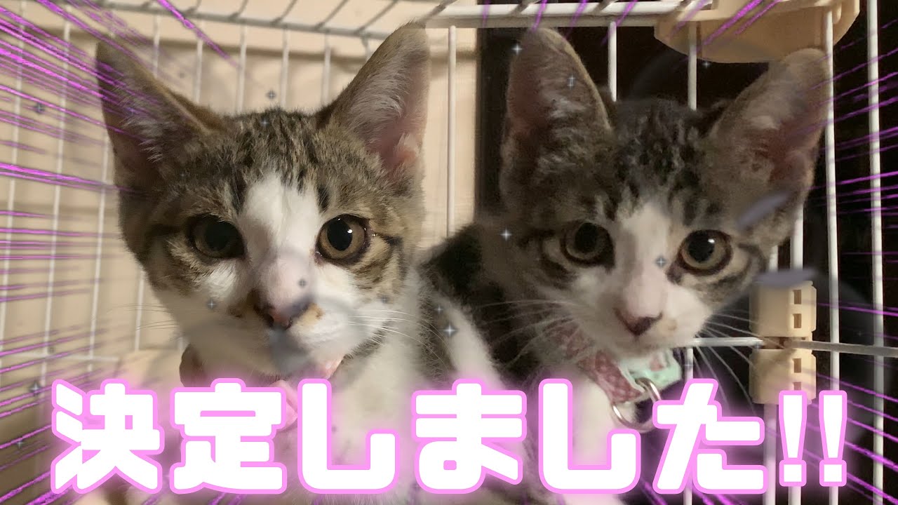 【元保護猫】お迎えした双子姉妹の◯◯を初公開！【成長記録】