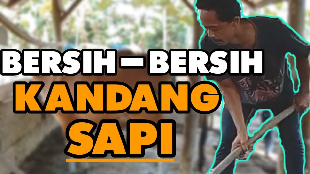 Cara Bersihkan Kandang Sapi
