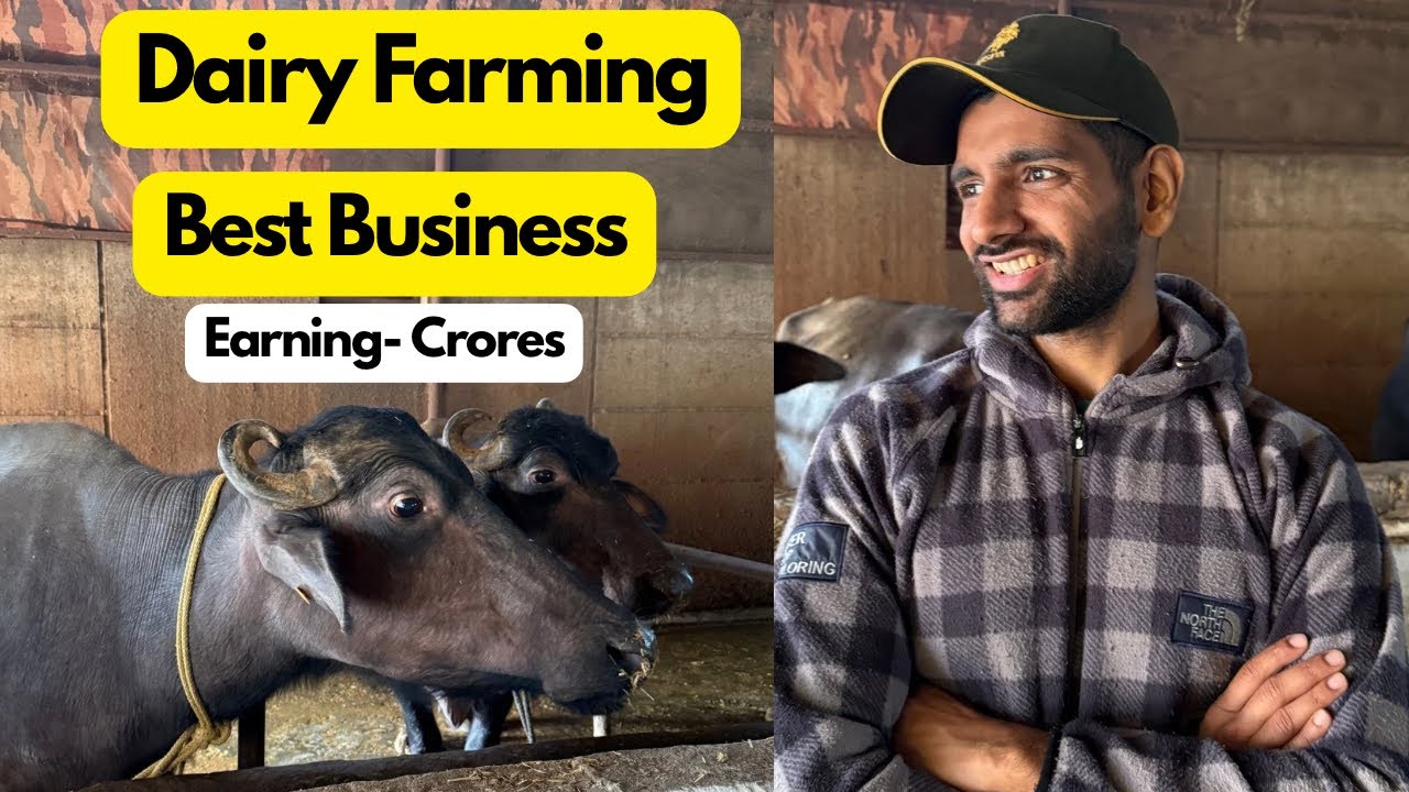 Dairy Farming is the best business in the world- Here&rsquo;s Why.