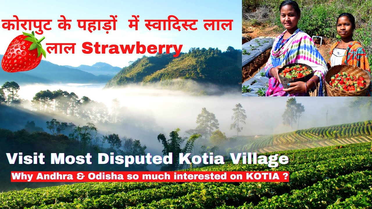 STRAWBERRY farming Begins in the Hills of Kotia | KUNDULI Vegetable Mandi of Koraput
