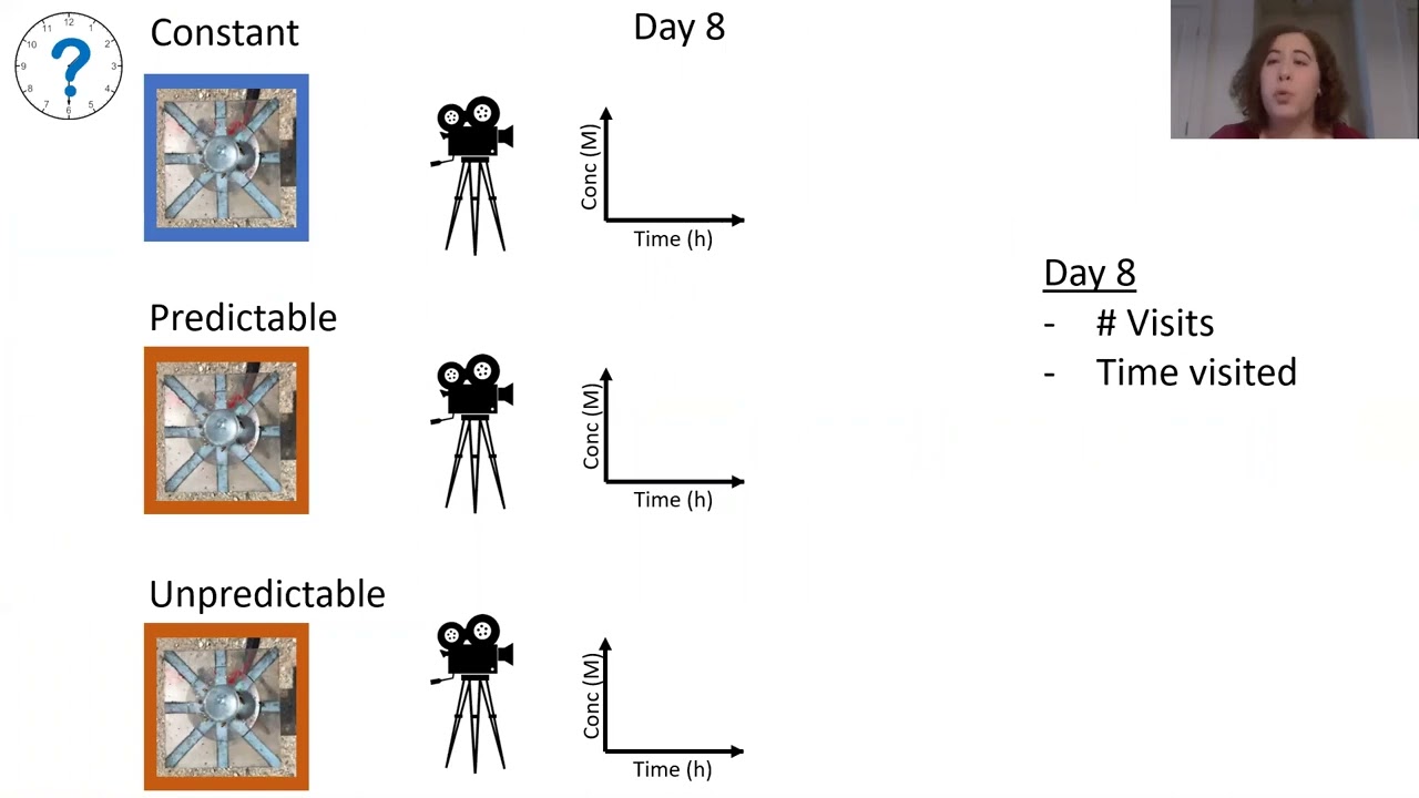 Temporal unpredictability of rewards shapes precision but not persistence of ...[Allison Young]