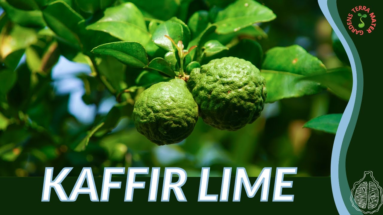 KAFFIR LIME Information & Growing Tips! (Citrus hystrix)
