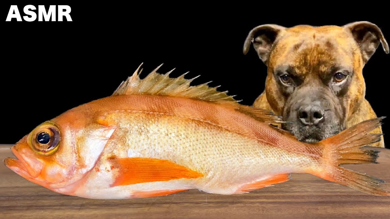 【大食い犬ASMR】肉や魚を豪快に食べまくる愛犬が衝撃すぎたwww MUKBANG Dog eats Fish&raw meat bones