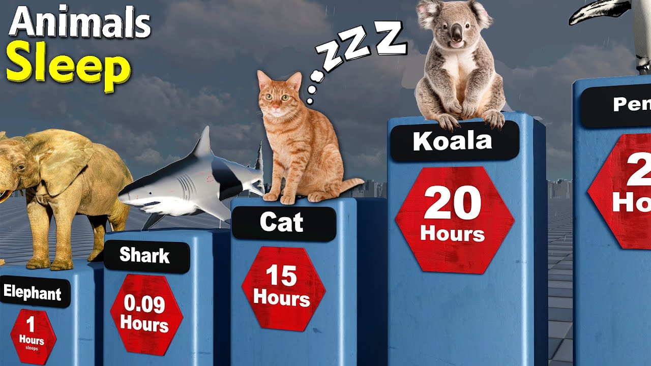 Comparison: Sleeping Time of Animals
