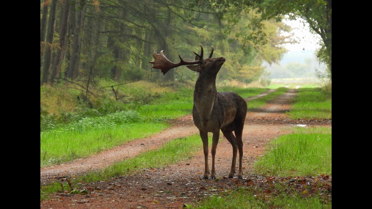 Damhirsch aus nächster Nähe im Revier 2023