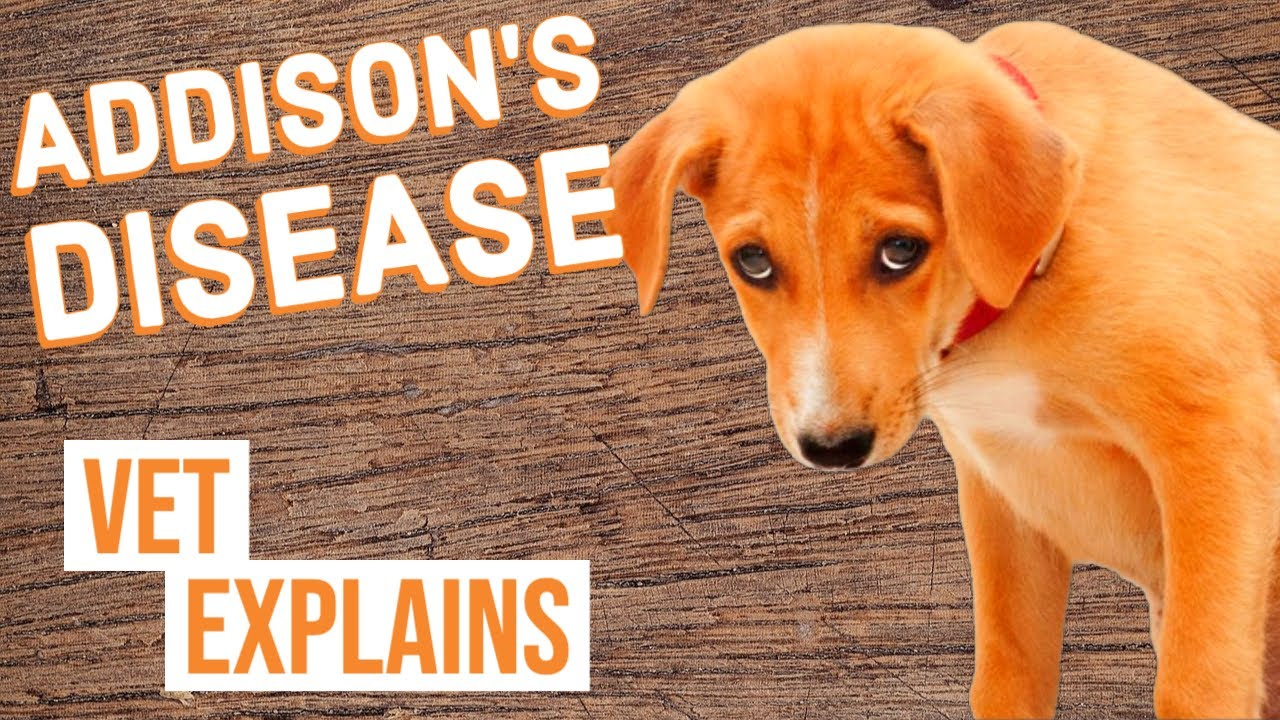 Addison's Disease in Dogs