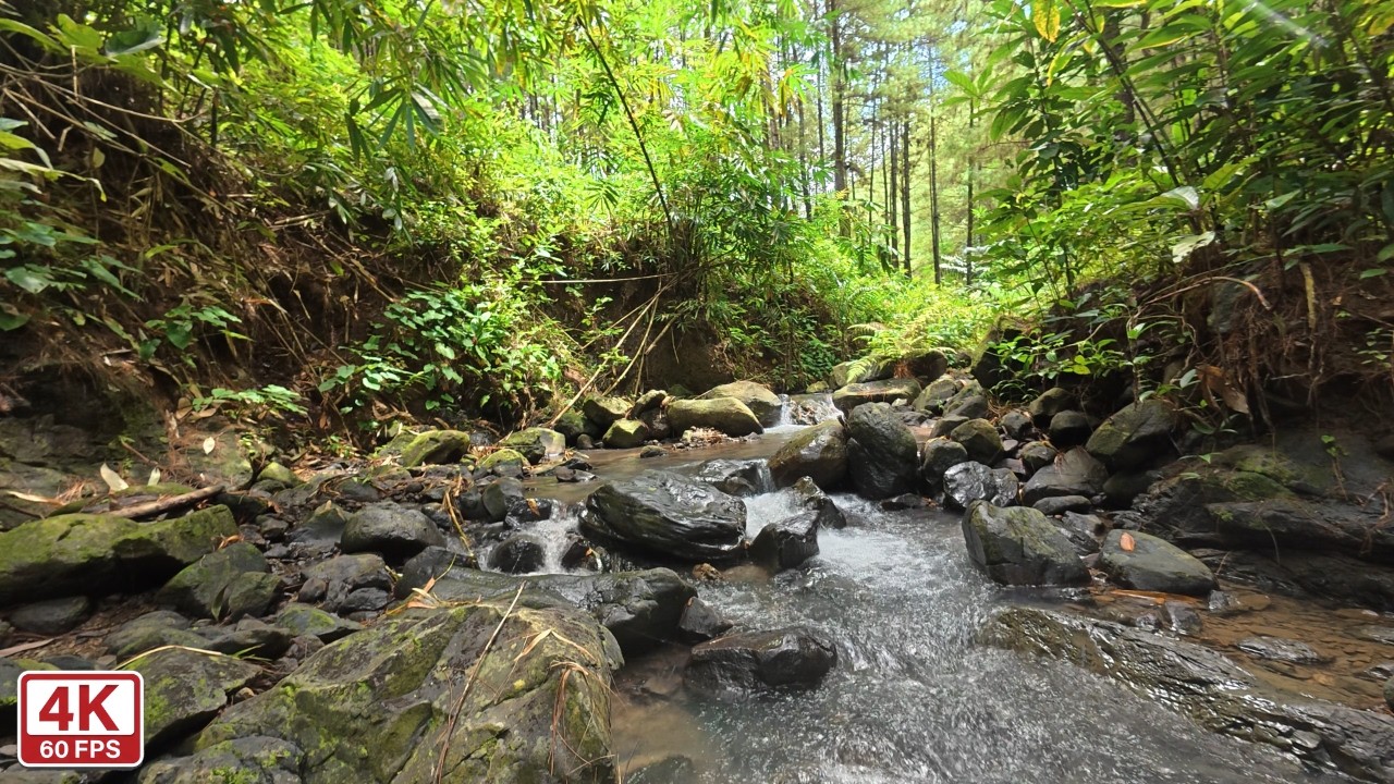 Relaxing Forest River Stream Nature Sounds for Sleep, Meditation and Focus
