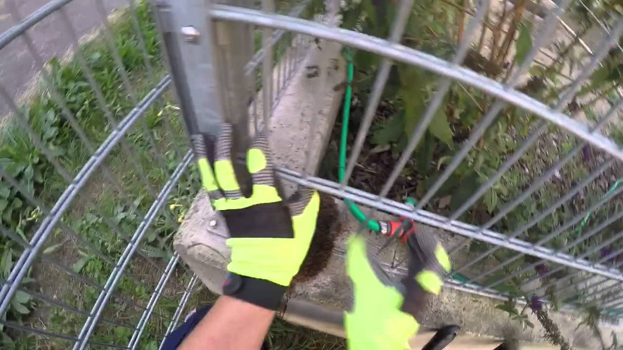Igel steckt seit 3 Tagen im Zaun