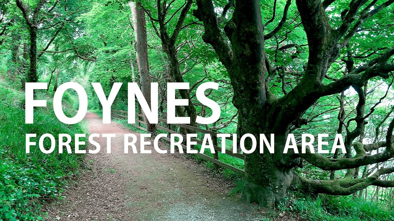 Foynes Forest Recreation Area. County Limerick Ireland