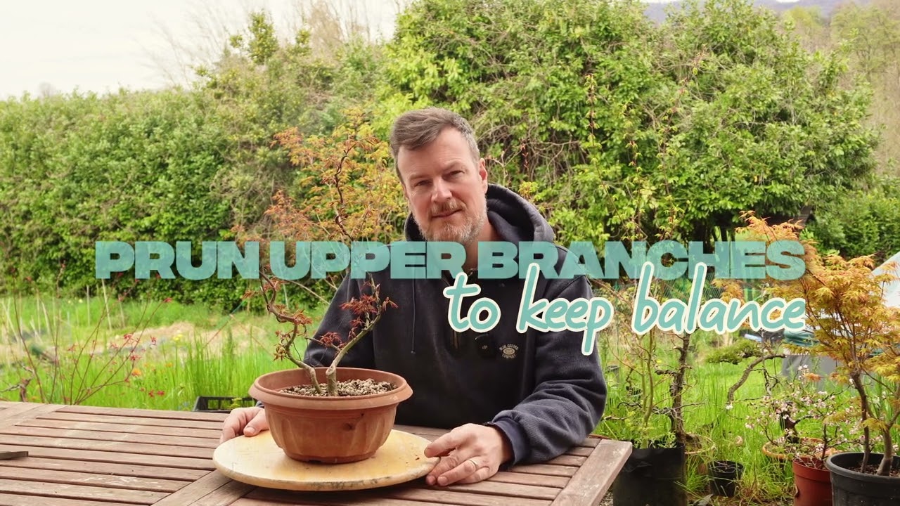 How to Care for a Japanese Maple Bonsai (Acer Palmatum) &mdash; Complete Bonsai Care Guide