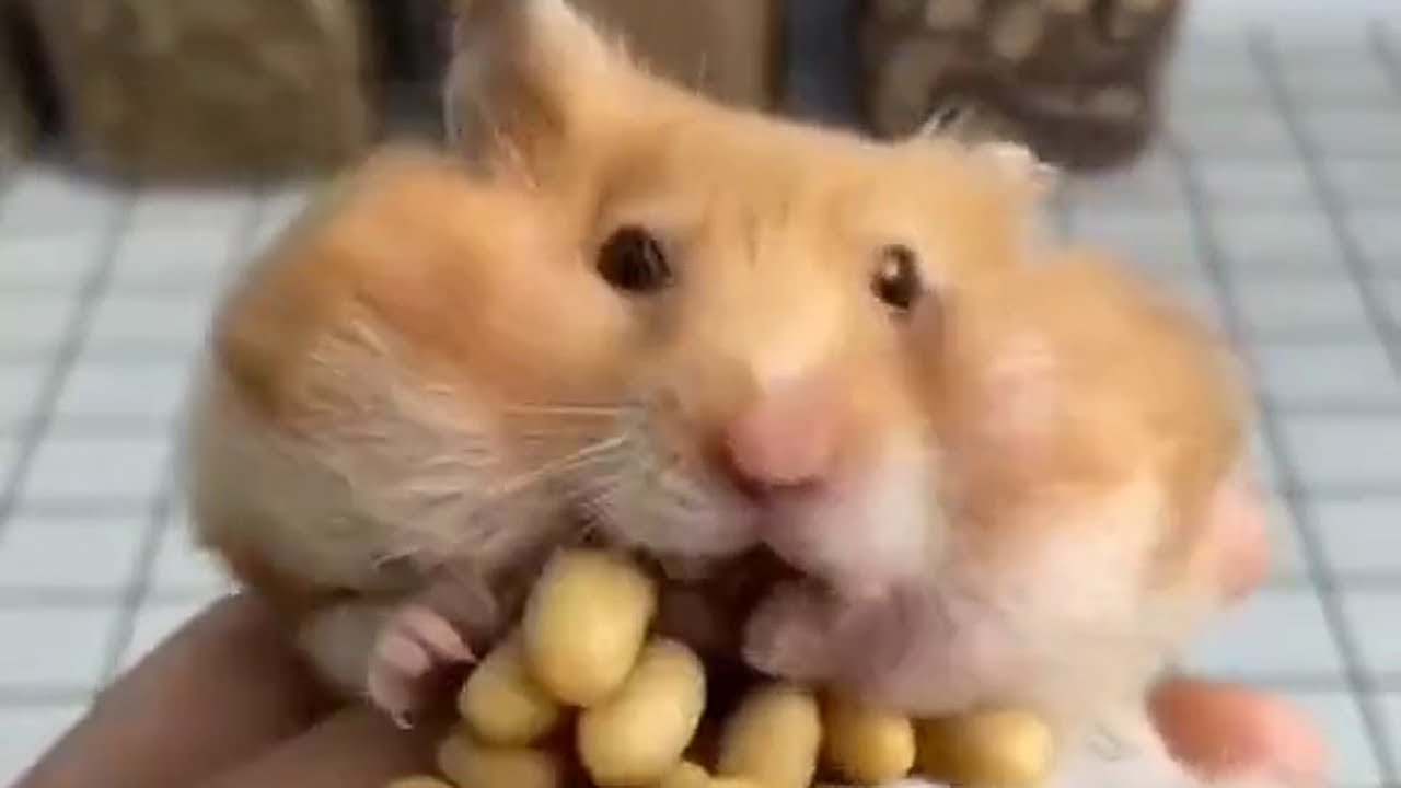 HOW MANY NUTS HAMSTER🐹 HIDES IN CHEEKS | 👍ANIMALS