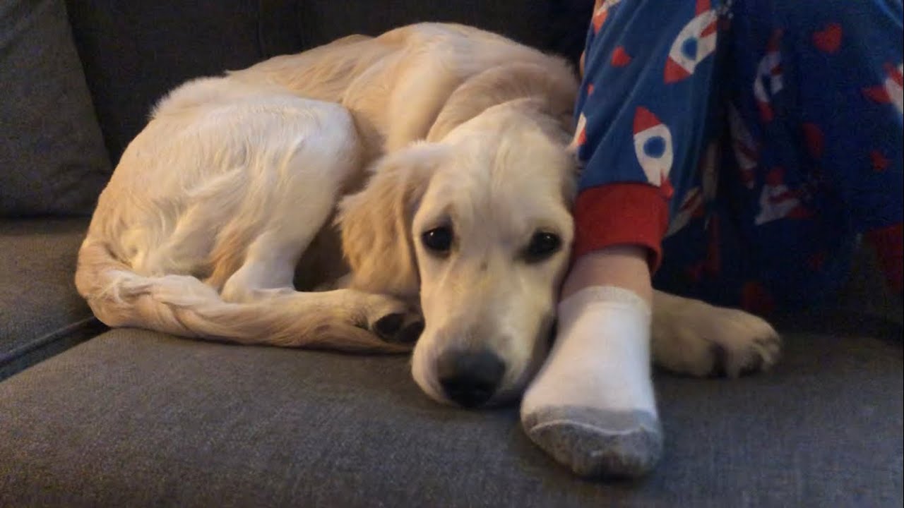 Life with 5-Month-Old Lucy - Golden Retriever Puppy