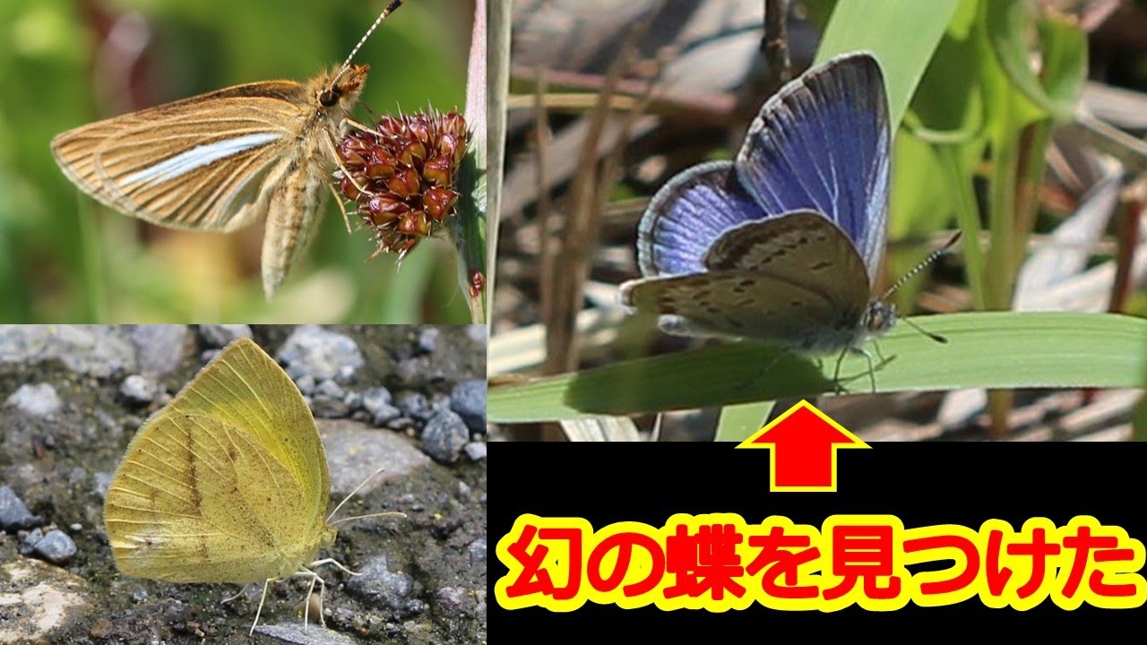 【幻の蝶の生息地】シルビアシジミやツマグロキチョウなどの絶滅の危機に瀕する蝶を紹介！