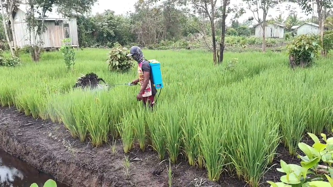 AKTIFITAS PAK WANI DI PAGI HARI