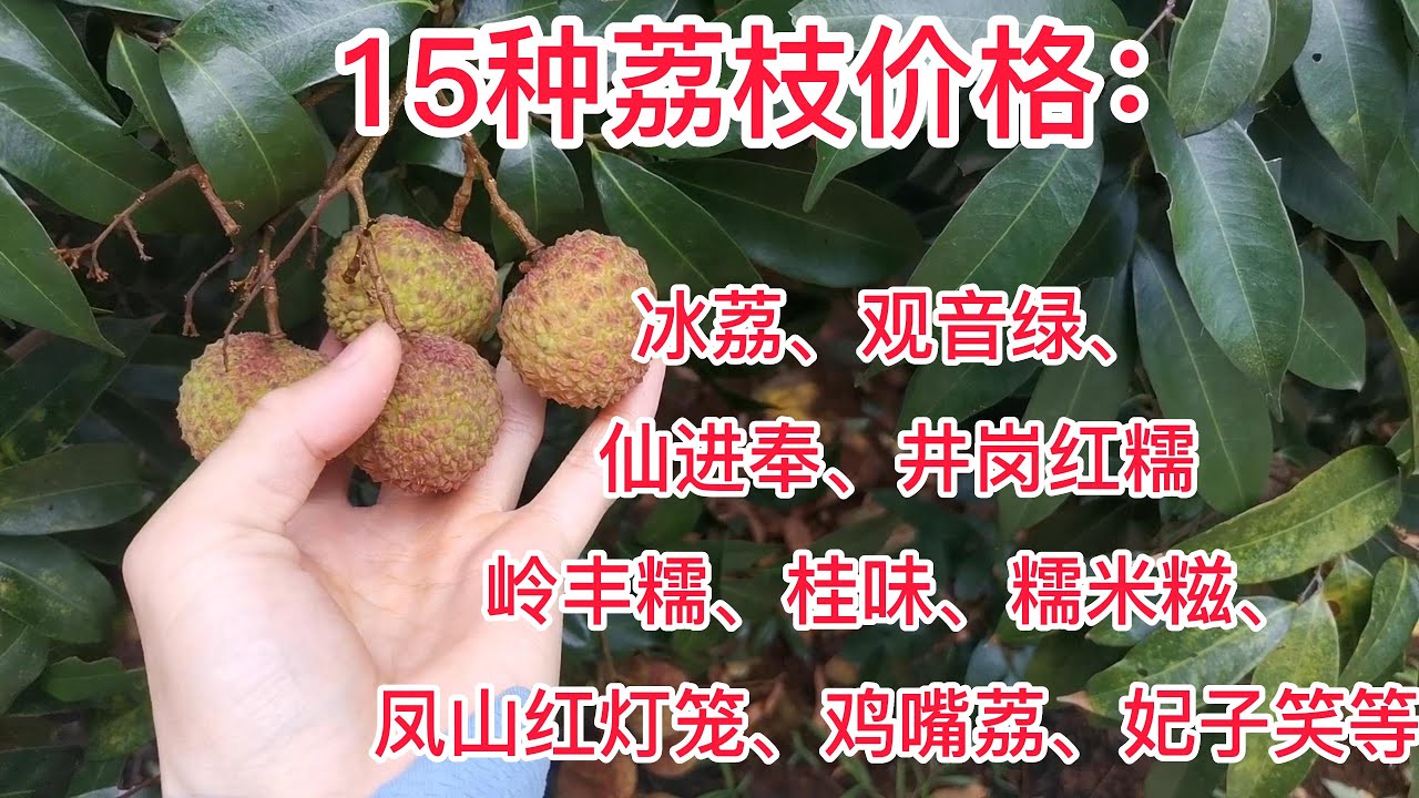 15種荔枝價格：從1.8-388元不等，價格高的是冰荔、觀音綠、仙進奉、井崗紅糯、桂味、糯米糍、雞嘴荔等，不知道大家有沒有喜歡的品種呢？The price of 15 kinds of lychees