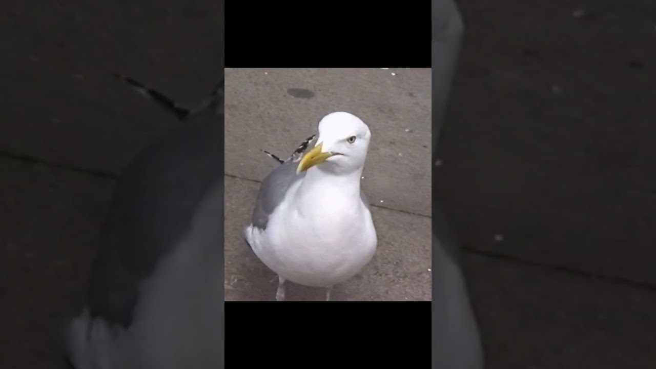 I deal with the Seagull problem, once & for all