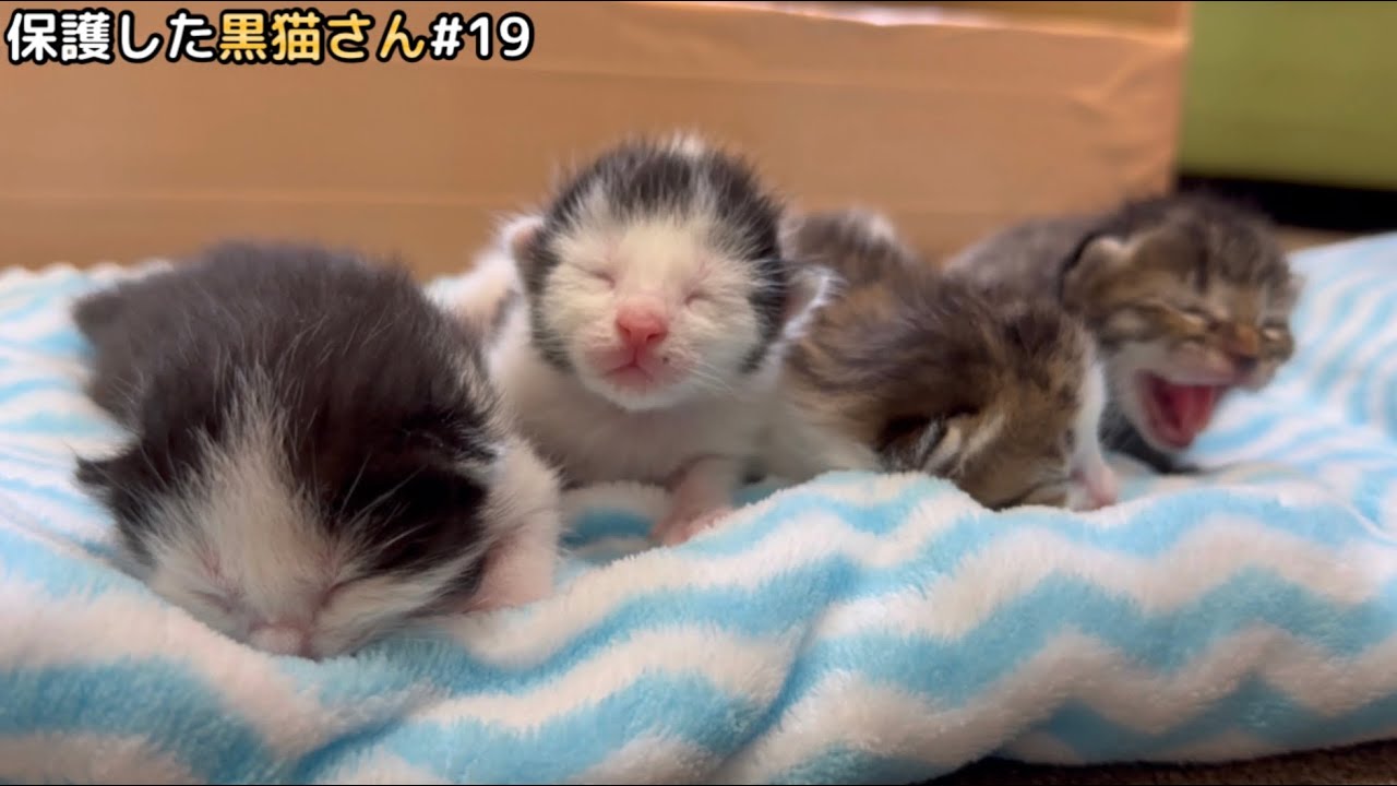 初めてママ猫と離れて病院に行ったんですが結果が…。