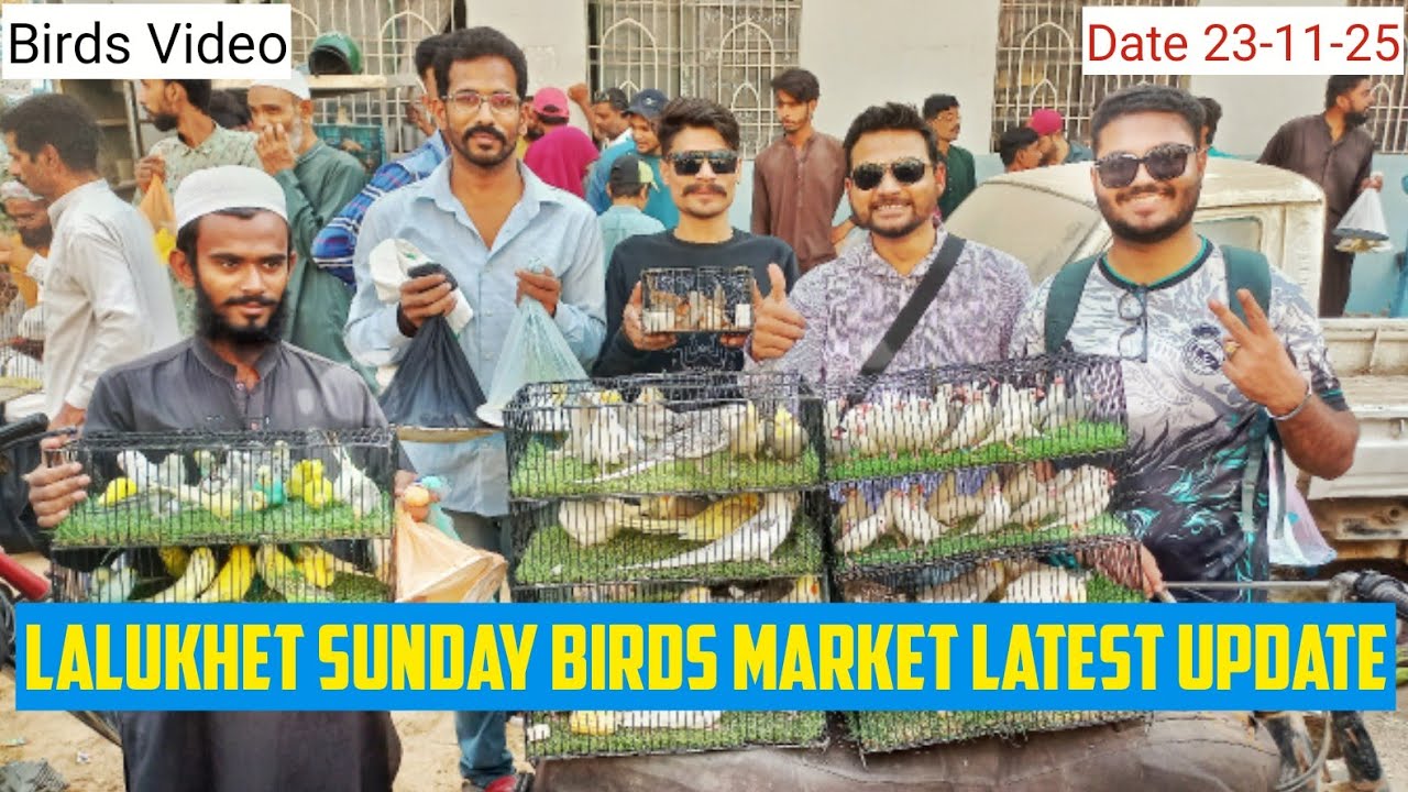LALUKHET SUNDAY BIRDS MARKET LATEST UPDATE 23-11-2025  #birds #birdsvideo 