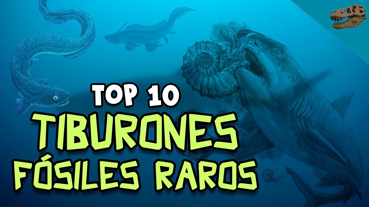 Top 10: Tiburones fósiles RAROS