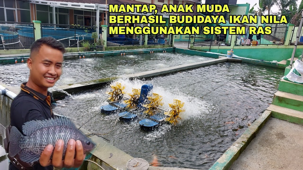 MANTAP, ANAK MUDA BERHASIL BUDIDAYA IKAN NILA MENGGUNAKAN SISTEM RAS