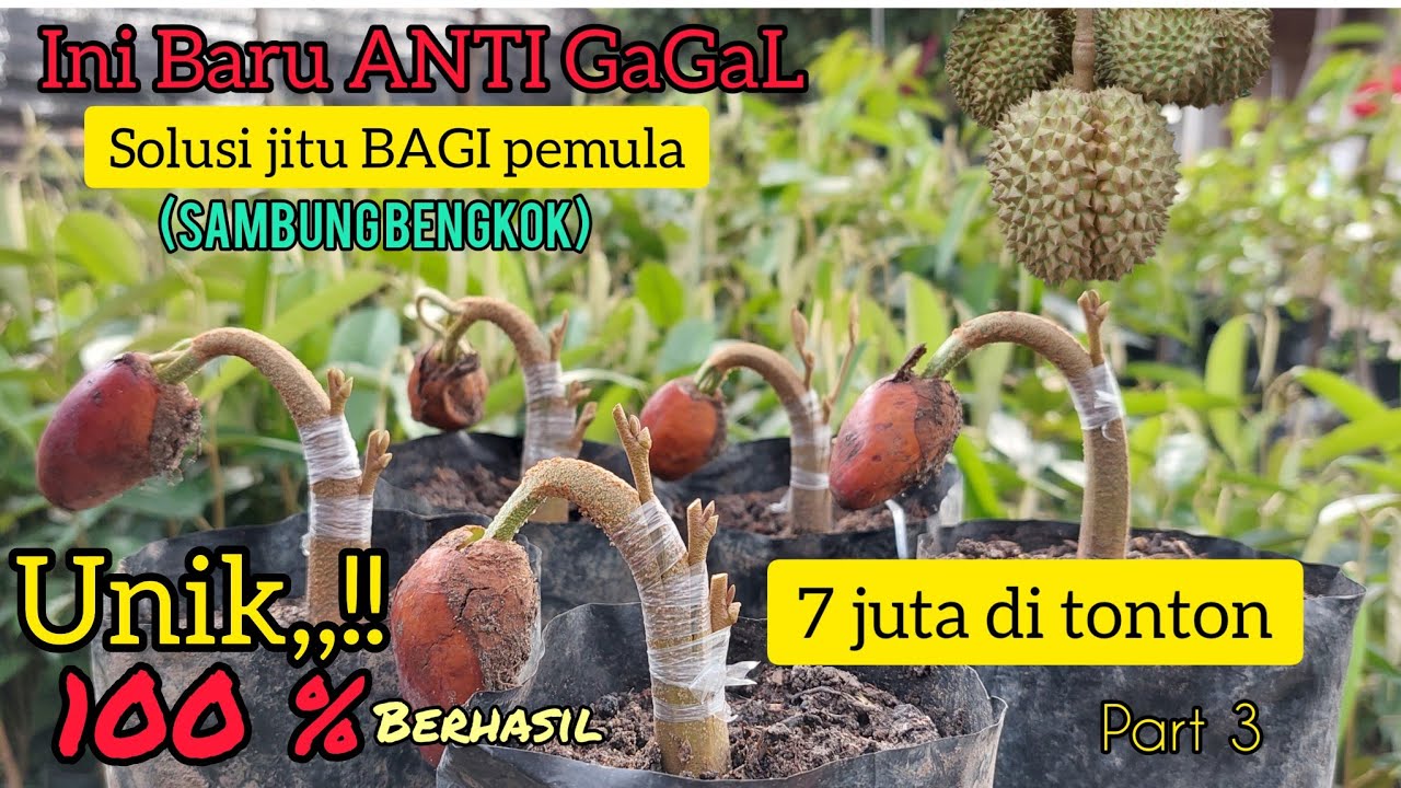 Anti GaGaL,, SAMBUNG BENGKOK pohon Durian Usia DiNi. Level 3